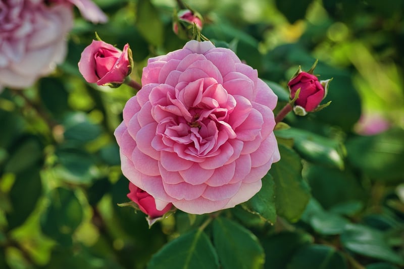 Roses in a garden