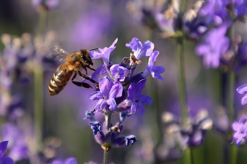 Lavender plant