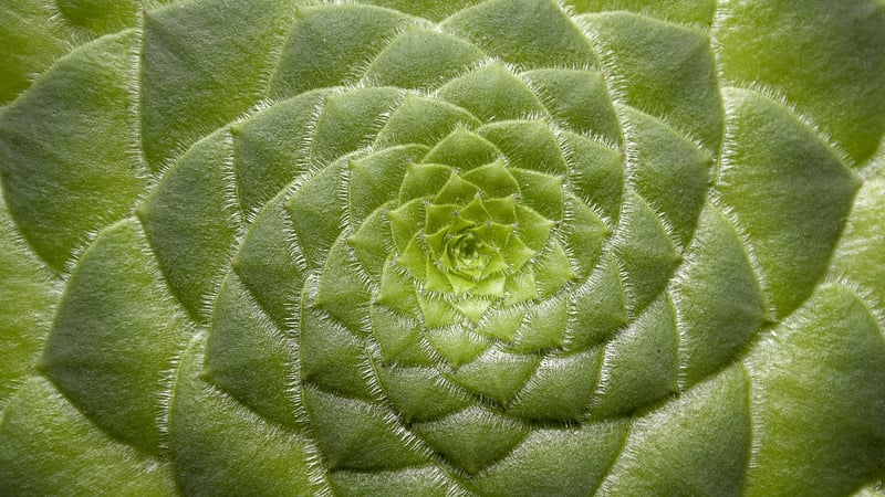 Succulent plant