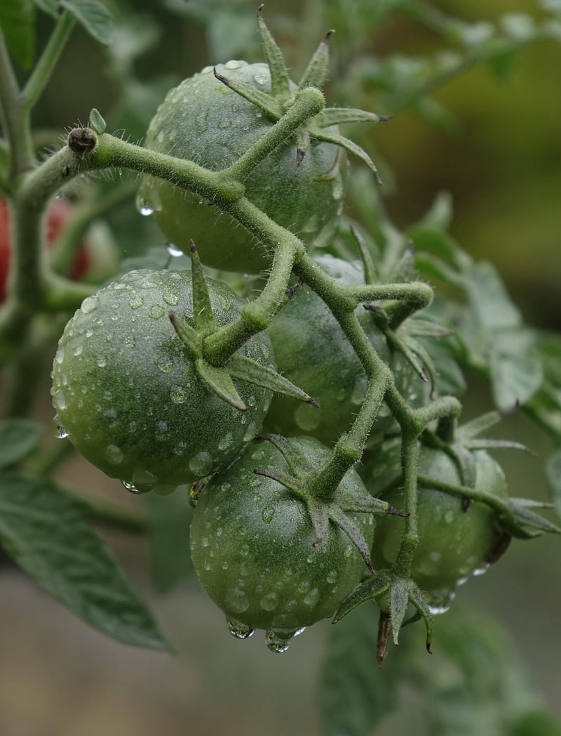 Tomato plants